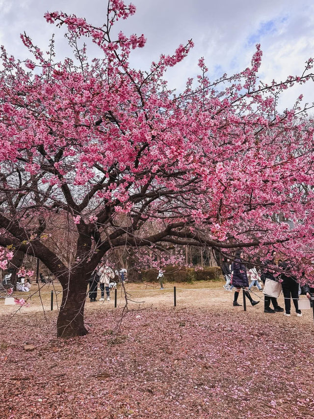 “The First Bloom of Spring: Kawazu’s River of Pink”