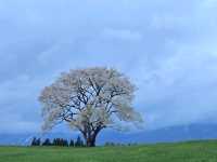 大自然の中の一本桜🌸🌸
