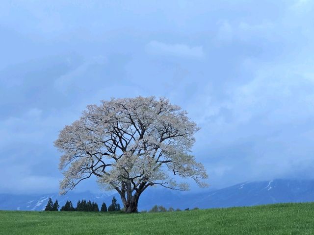 大自然の中の一本桜🌸🌸