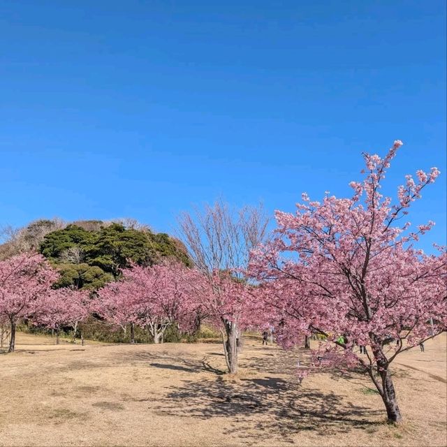 Chill Sakura Spot