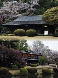 Where to Enjoy the Last Cherry Blossoms in Tokyo?