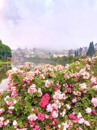 Sapa in Bloom: A Journey Through season