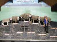 #愛歌頓農場Agrodome Farm-紐西蘭羅託魯亞