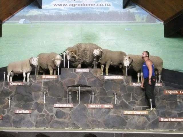 #愛歌頓農場Agrodome Farm-紐西蘭羅託魯亞