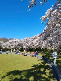 Fun Under The Cherry Blossom at Bloesempark