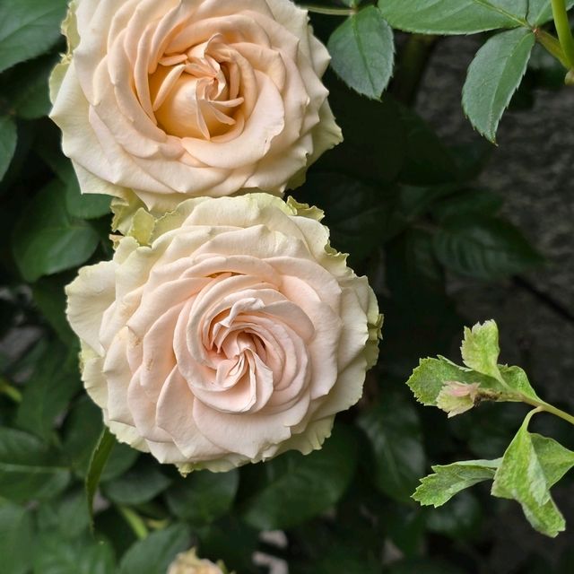 癒しスペース🌱🌹