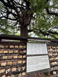 “Whispers of the Forest: Sakura Spirits of Meiji”