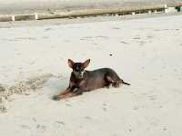 หาดทุ่งวัวแล่น ชุมพร