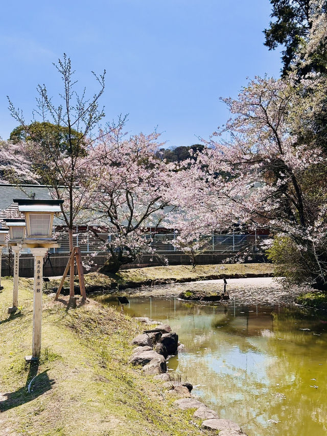 Sakura Silence: A Soulful Walk Through Takeo Shrine 