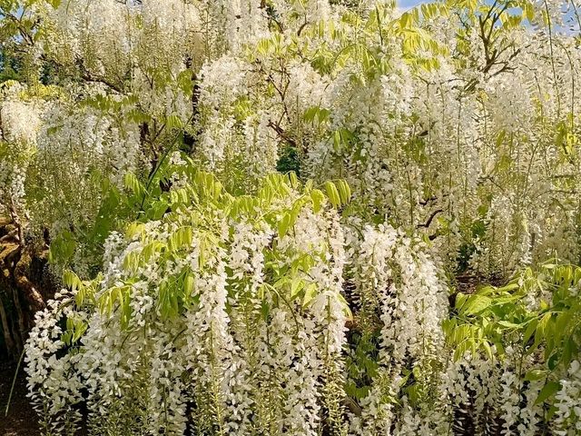 Romance in Bloom: A Day at Sissinghurst Castle Garden, Kent