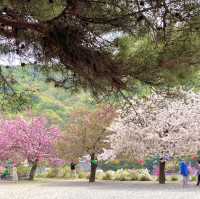 겹벚꽃 명소 각원사 🌸