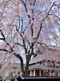 KAKUNODATE, AKITA | JAPAN’S SAMURAI TOWN IN FULL BLOOM 🌸🏯✨