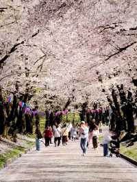 A Thousand Blossoms, One Magical Road — Akagi Senbonzakura Dreamscape