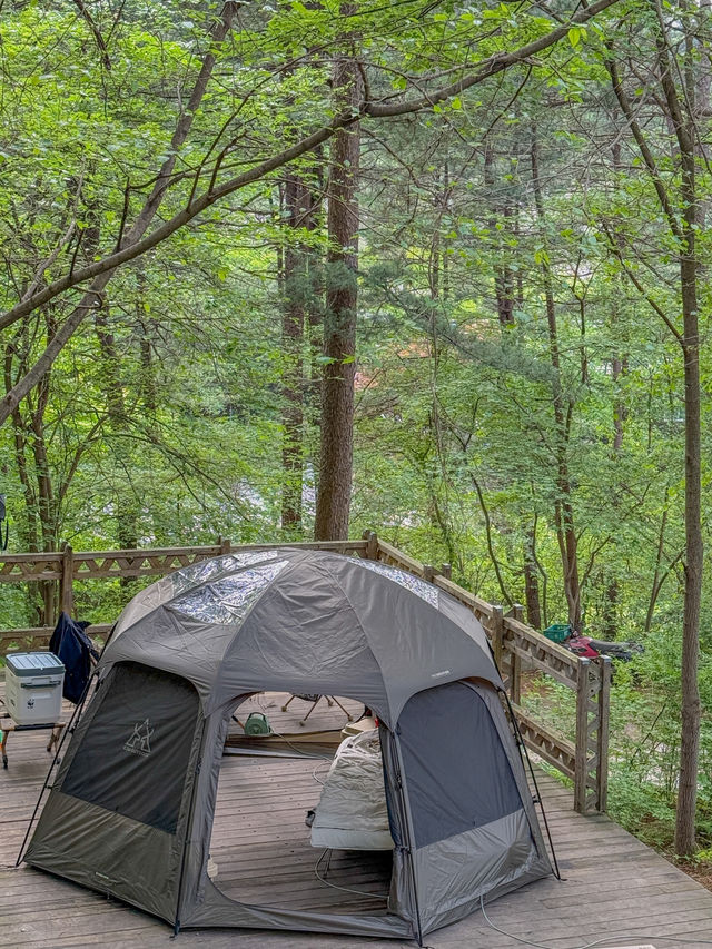 🇰🇷포레스트 느낌 충만한 서울근교 포천 캠핑장, 엉클킴스캠핑장🏕️