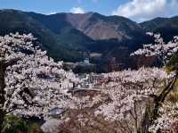 下呂合掌村賞櫻