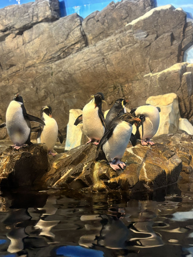 白浜のパンダ、30年間ありがとう❤️