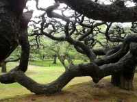 Ritsurin Garden – Tranquility in Every Season