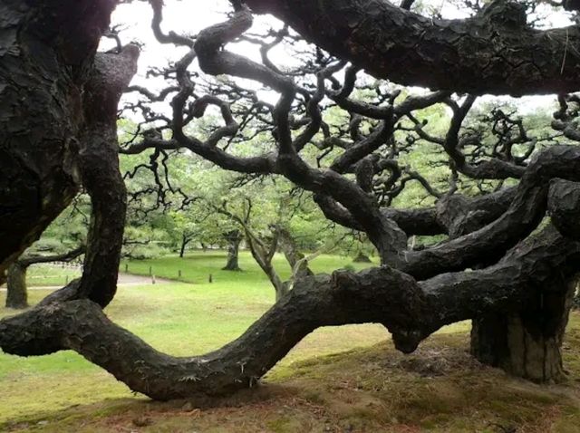 Ritsurin Garden – Tranquility in Every Season