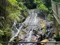 🌿 Gopeng’s Unique Agarwood Hill Tea Garden | Not Your Typical Tea Plantation 🌿