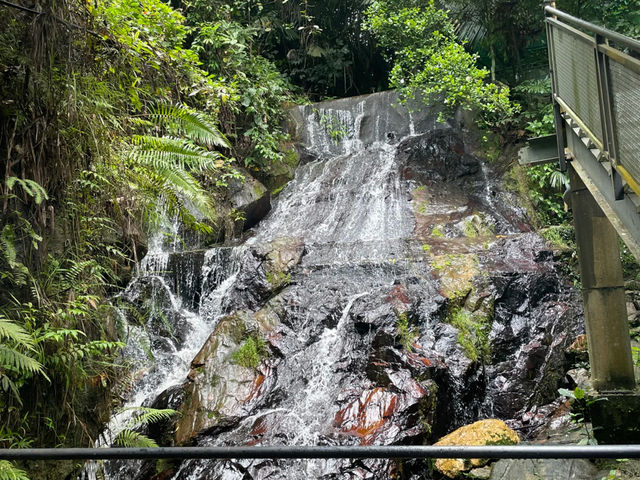 🌿 Gopeng’s Unique Agarwood Hill Tea Garden | Not Your Typical Tea Plantation 🌿