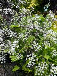 VanDusen Botanical Garden – A Tranquil Oasis in the Heart of Vancouver
