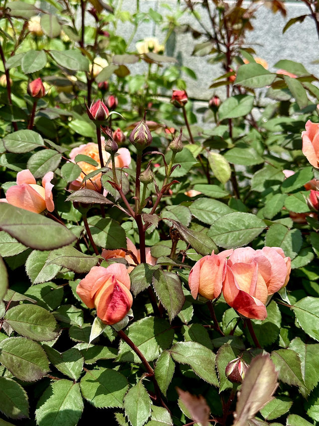 🌹 장미하면 빠질 수 없는 <전주수목원 장미원>
