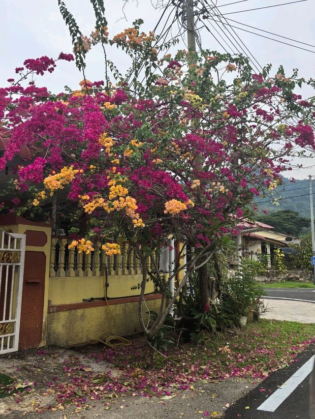 Agriculture town - Raub Pahang