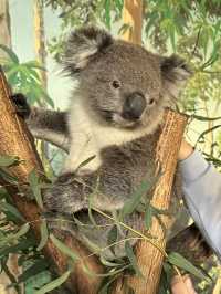🐨 澳洲維多利亞州的一個受歡迎的私人家族經營動物園🦙🫏🦘🐕