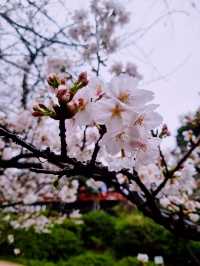 ชมซากุระบานที่ Ueno Park