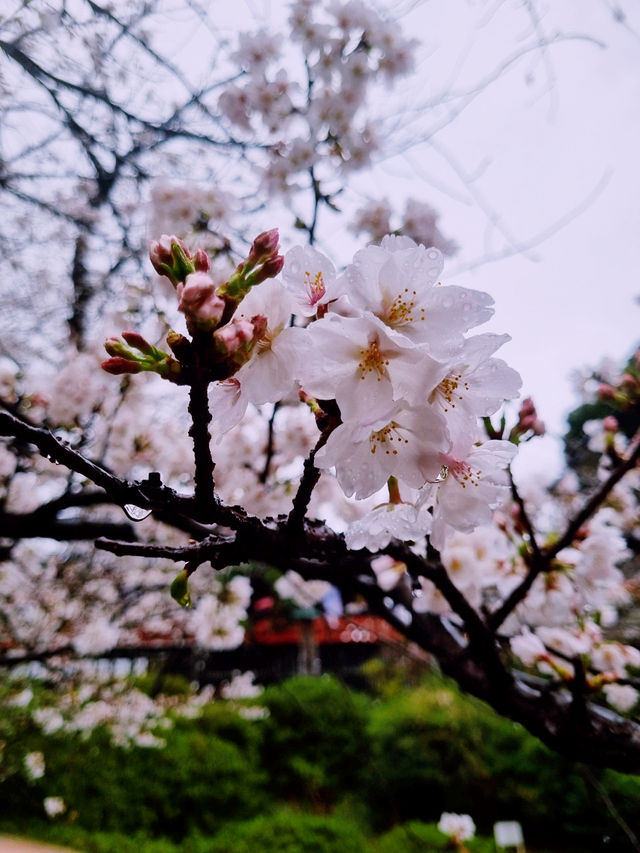ชมซากุระบานที่ Ueno Park