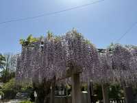 花開見佛-銚子妙福寺與來自京都的臥龍の藤