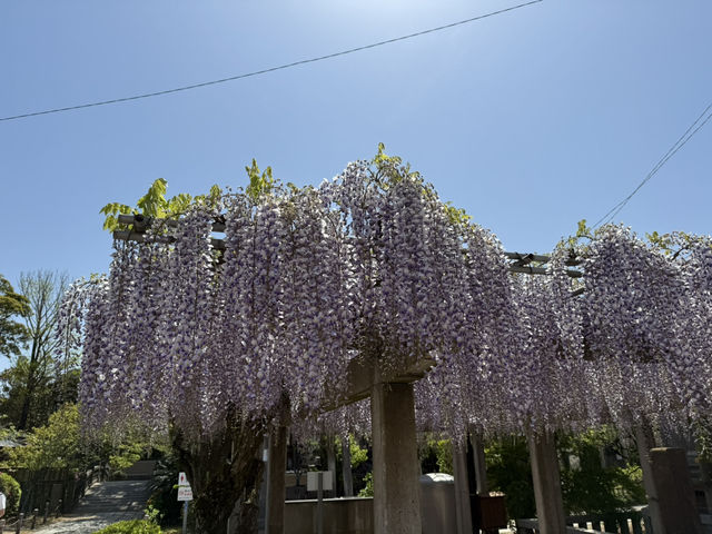 花開見佛-銚子妙福寺與來自京都的臥龍の藤