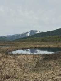 【尾瀬国立公園】湿原と高山植物に癒される、静寂のハイキング旅