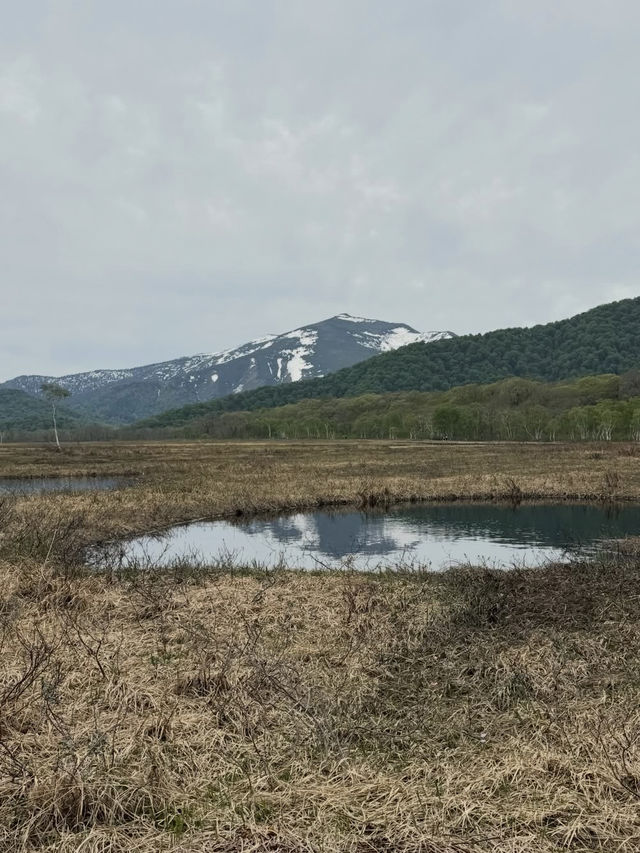 【尾瀬国立公園】湿原と高山植物に癒される、静寂のハイキング旅