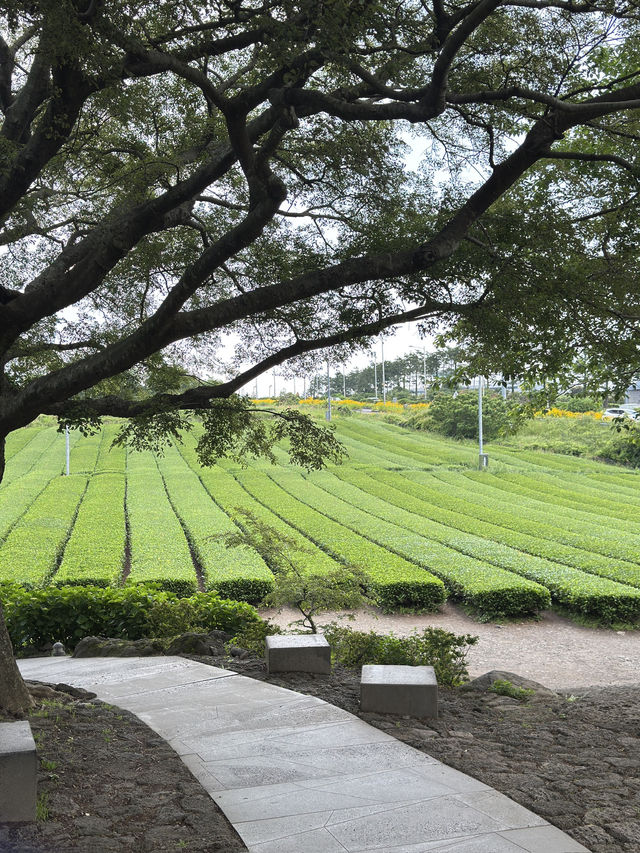 🌿 제주 서쪽 감성 코스 – 오설록부터 갈치조림, 회 완벽했던 하루