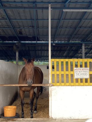 Giddy Up, Cyberjaya! Exploring 3S Equestrian for a Weekend Reset