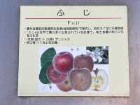 🍎 Apple Wonderland in Hirosaki – A Family Delight!