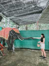 Quick Stop at Ayutthaya – Elephant Encounter 🐘🇹🇭