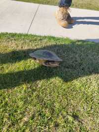 things in townsville