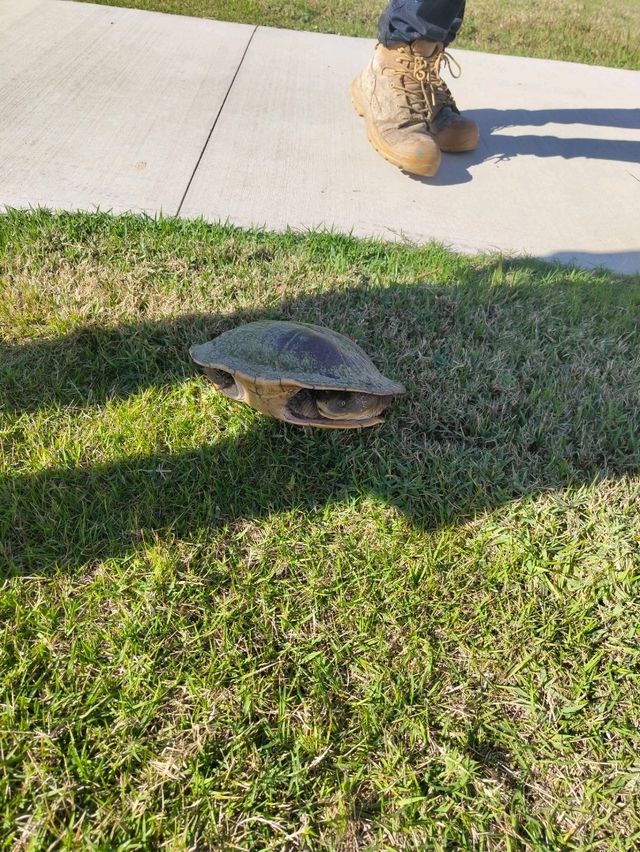 things in townsville