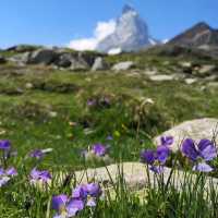 🏔️✨ Summer Weekend at the Matterhorn: Alpine Majesty & Adventure 
