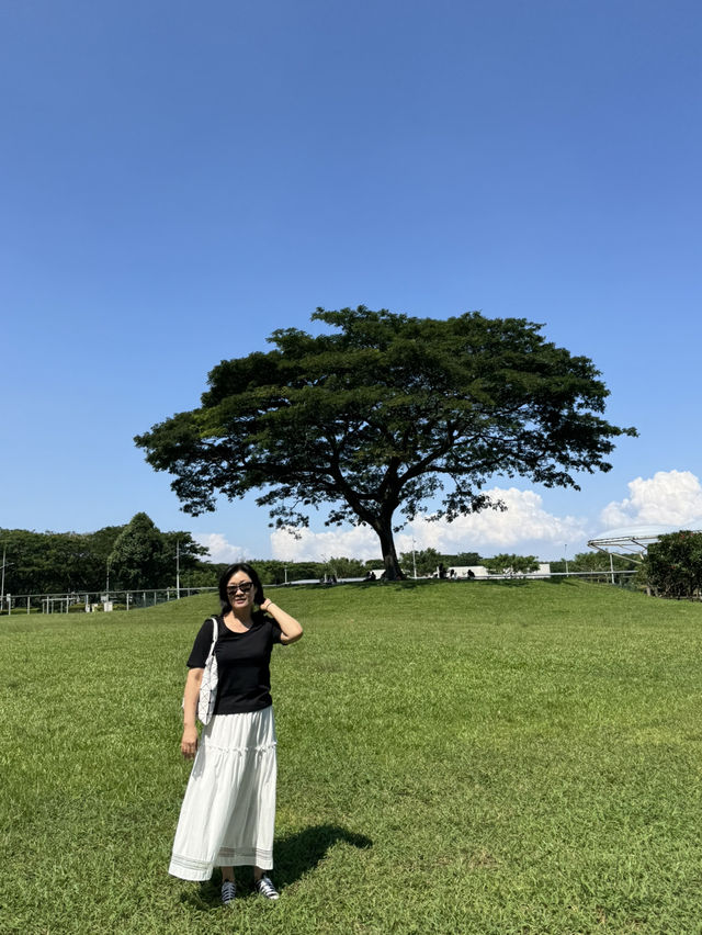 싱가포르에 가야하는 이유 ❤️🇸🇬