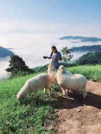 Akha FarmVille ดอยช้าง เชียงราย