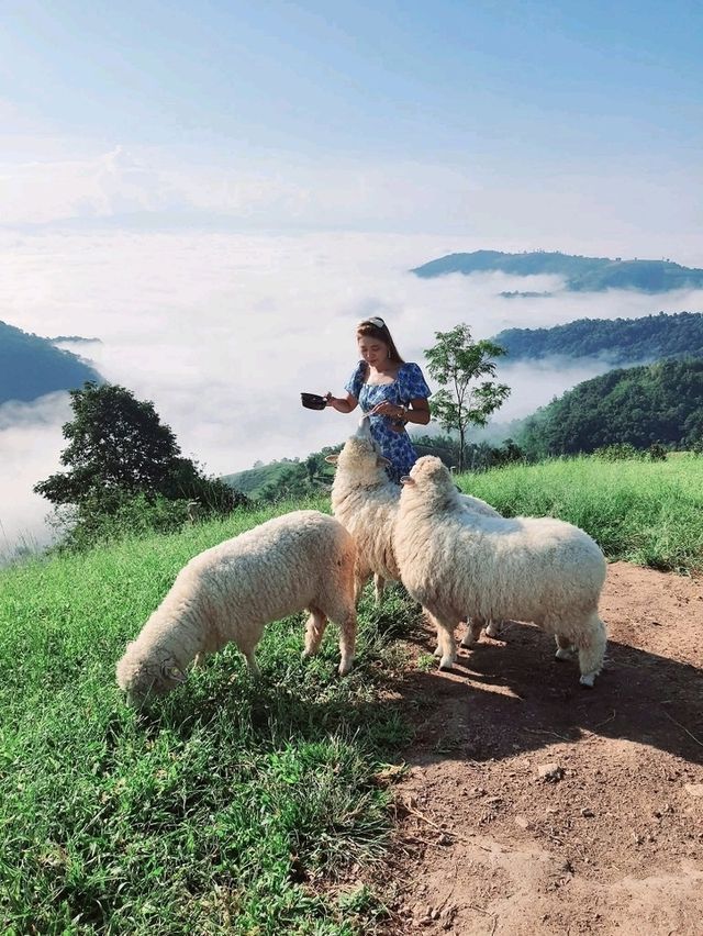 Akha FarmVille ดอยช้าง เชียงราย