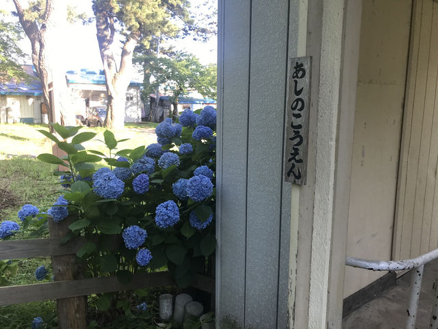 青森五所川原-蘆野公園（繡球花）
