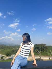 ไร่ชาฉุยฟง  บรรยกาศดีมาก จังหวุดเชียงราย