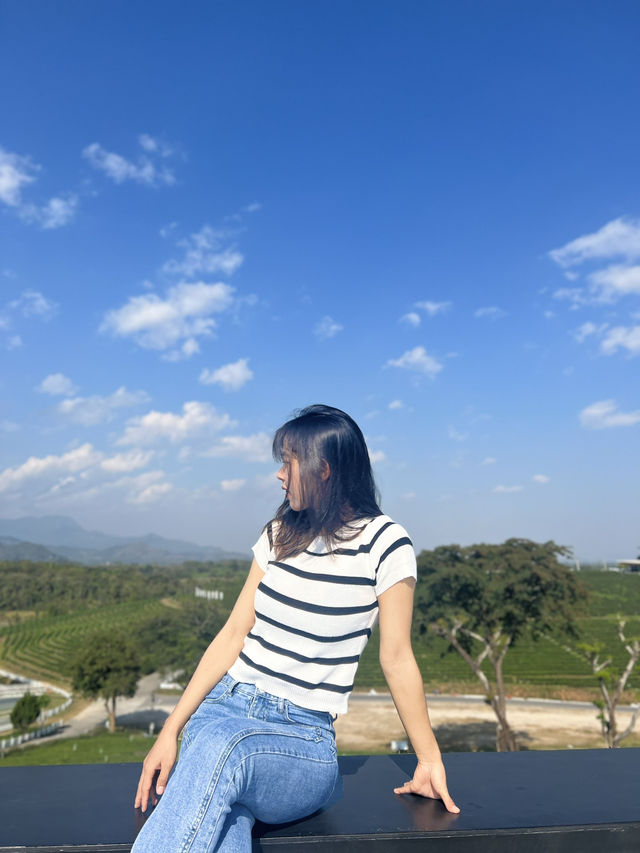ไร่ชาฉุยฟง  บรรยกาศดีมาก จังหวุดเชียงราย