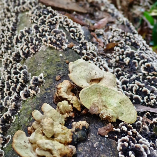 讓我們看雲去～馬拉邦山