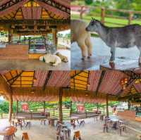 เช็คอินฟาร์มแกะที่แสนน่ารัก บนดอยม่อนแจ่ม