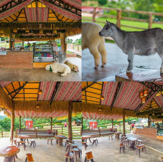 เช็คอินฟาร์มแกะที่แสนน่ารัก บนดอยม่อนแจ่ม